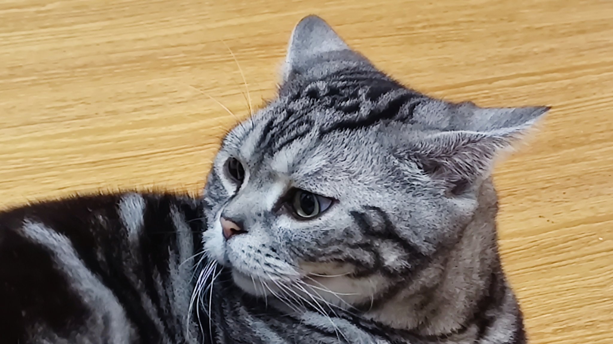 长禾玟汐 على تويتر 震惊猫猫https T Co Hzxo8u2fez تويتر