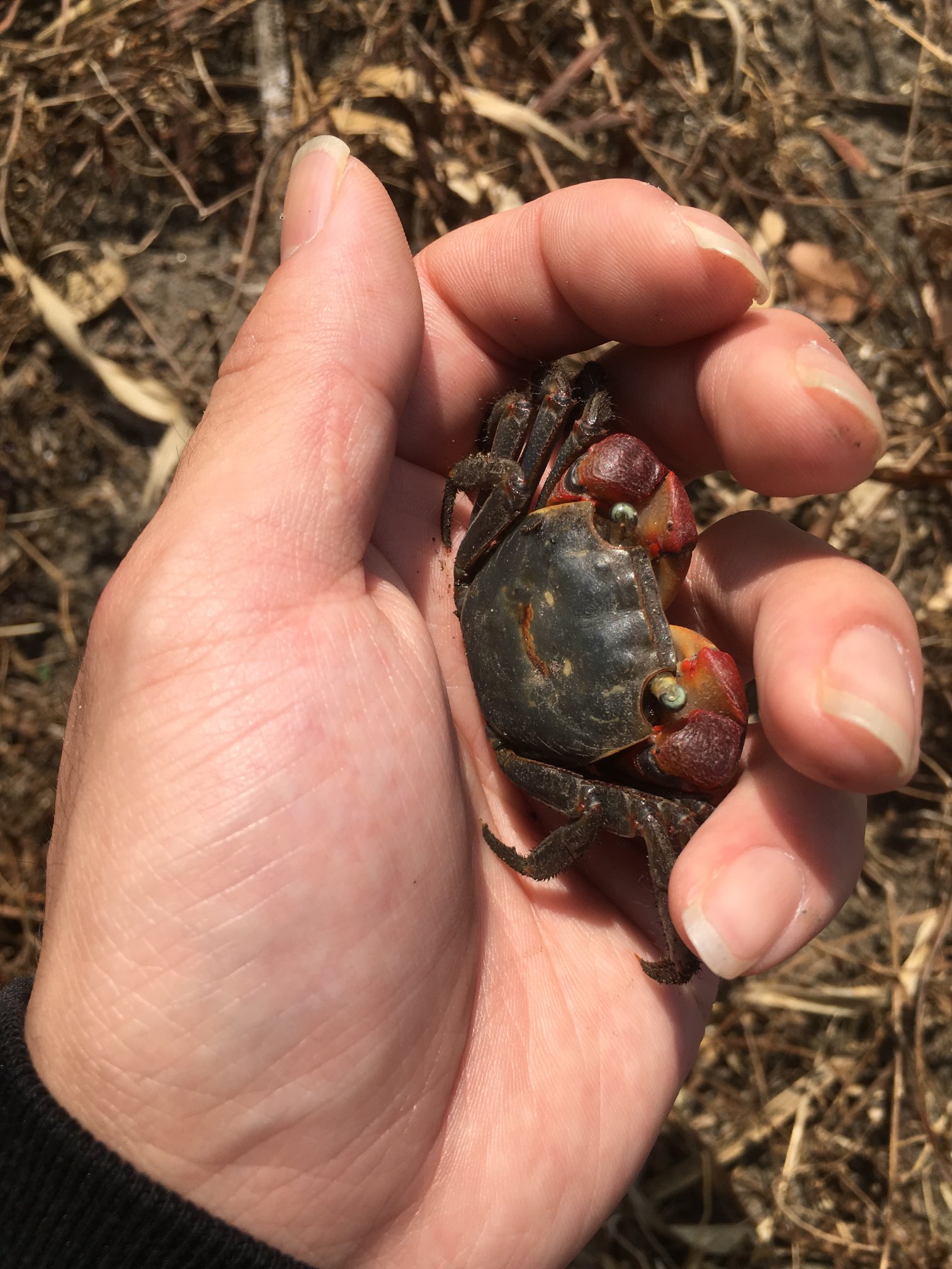 亀蟹 Donadon 可愛いですね 今飼育中のアカテガニもヤシガラに埋もれてまさにそんな感じですw Twitter