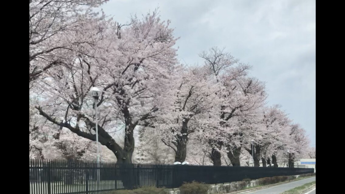 池パパ お家でお花見だね 茨城放送 テンカラ 茨城県 ひたちなか市 自衛隊 勝田 池パパ お家でお花見だね 茨城放送 テンカラ 茨城県 ひたちなか市 自衛隊 勝田