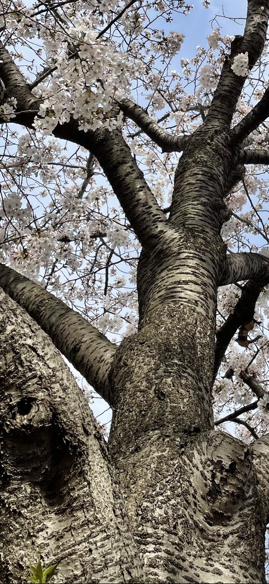 no33mimi's tweet photo. 桜の木は力強いなあ https://t.co/IeOscBm539