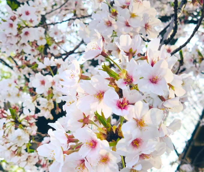 Twitterのコスプレ画像14