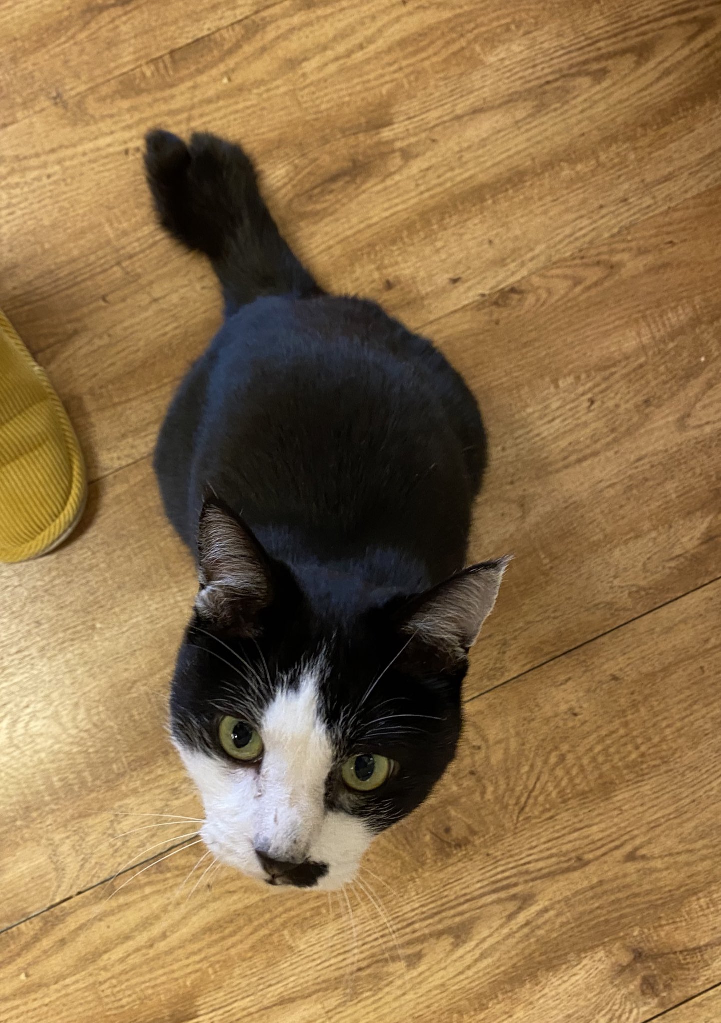 保護猫カフェねこかつ 川越 大宮日進 あれ 渋沢おじちゃん しっぽが二股になってきてるんじゃない 川越店 ねこかつ 保護猫 保護猫カフェ 川越 日進 里親募集 シマホネコダスケ T Co Tfd86cmk7o Twitter