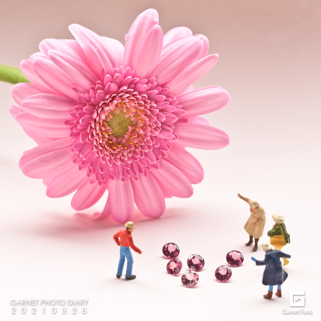 ピンクガーベラの花言葉は感謝 ピンクガーベラの花言葉は感謝