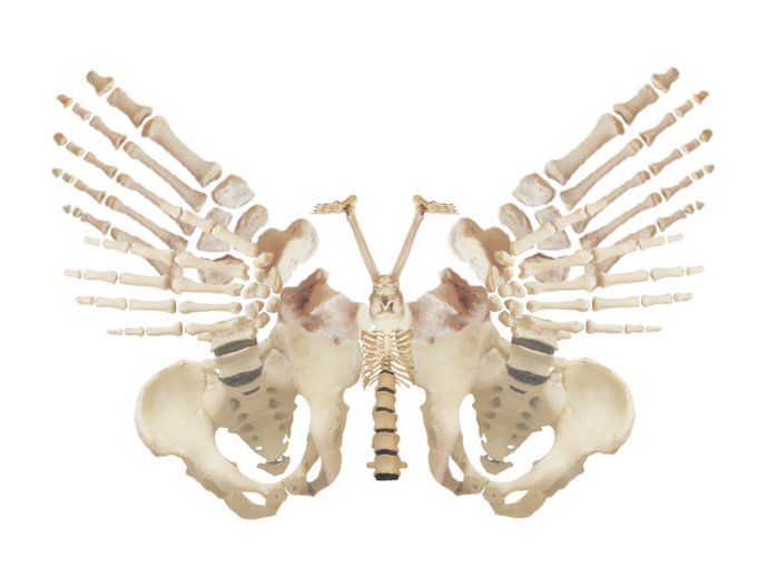 「肋骨 脊柱」のTwitter画像/イラスト(新着)