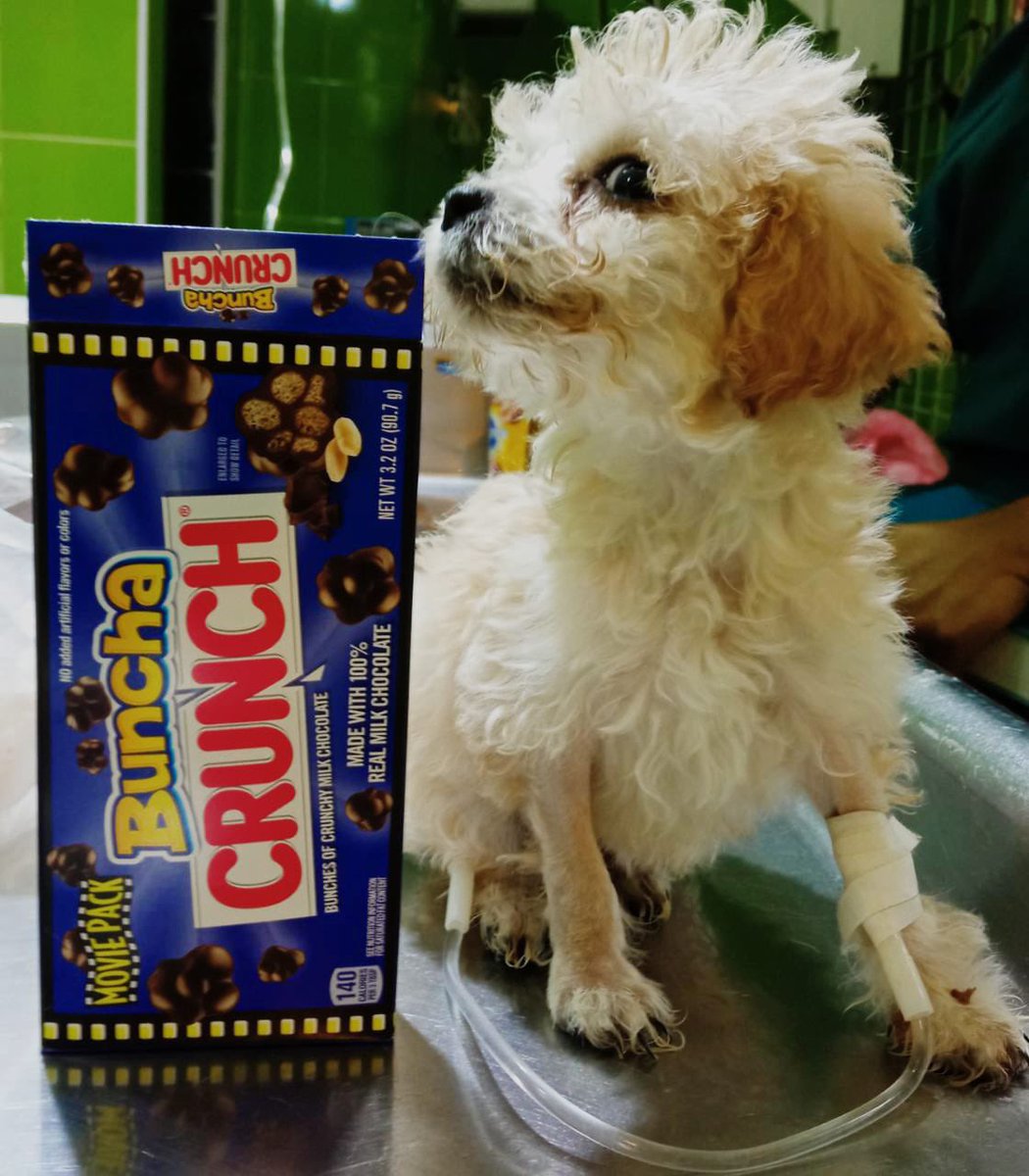 LunaAdopta's tweet photo. Gracias a mi MVZ ya estoy fuera de peligro 🐾❤️🙏🏽
Me cuido muy bien y ya me mando a casita para seguir mi protocolo de salud
Te queremos @pecarilopez 🐾❤️
Crika bebé
#adopcioneslunaytamara #adoptanocompres #esteriliza #rescuedog #puppy #happydog #crika https://t.co/HiQbrDhC4Q