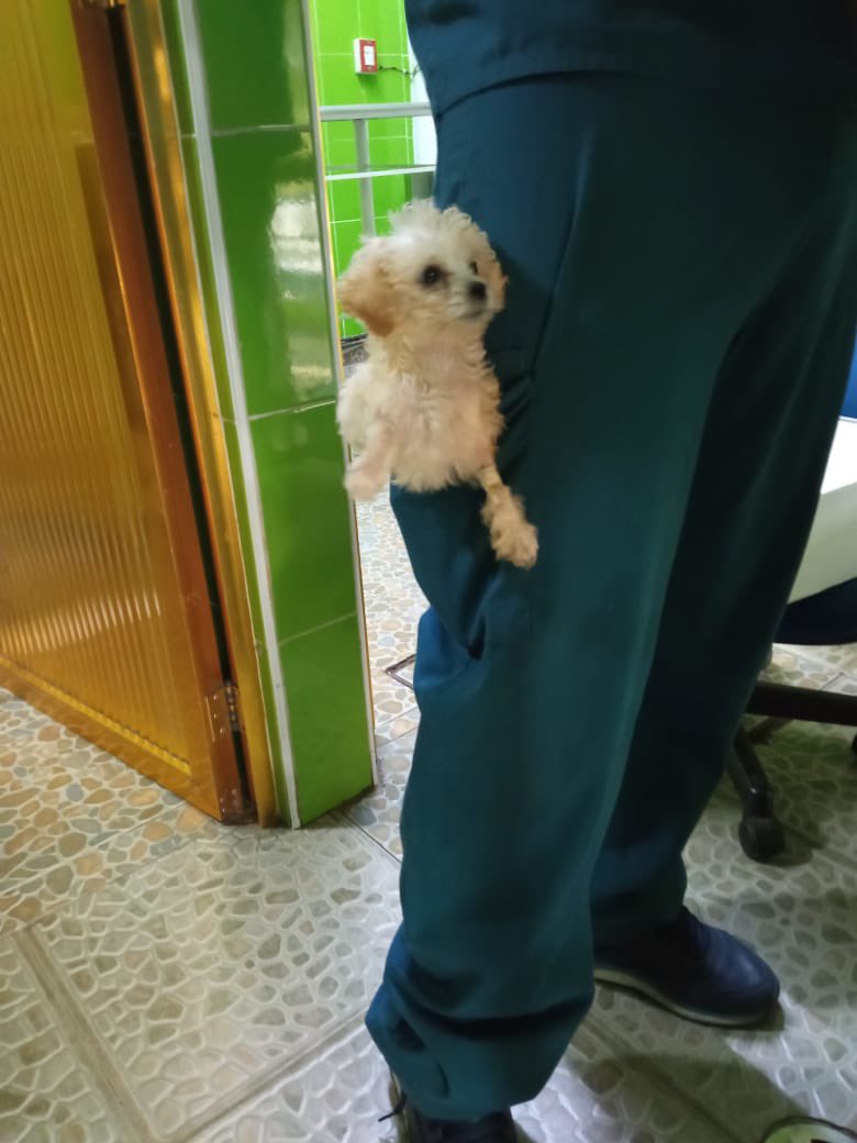 LunaAdopta's tweet photo. Gracias a mi MVZ ya estoy fuera de peligro 🐾❤️🙏🏽
Me cuido muy bien y ya me mando a casita para seguir mi protocolo de salud
Te queremos @pecarilopez 🐾❤️
Crika bebé
#adopcioneslunaytamara #adoptanocompres #esteriliza #rescuedog #puppy #happydog #crika https://t.co/HiQbrDhC4Q