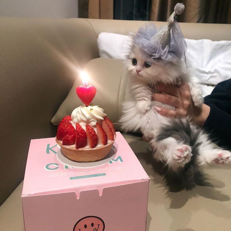 nev16315382's tweet photo. GENTE OLHEM MINHA FILHA COM O SIRIUS SÓ FELICIDADE FML LILITH TE AMO #amordepai #papaiama #lilithblacklongbottom #feliz #tosoft #miau https://t.co/EBdY1q3LC3