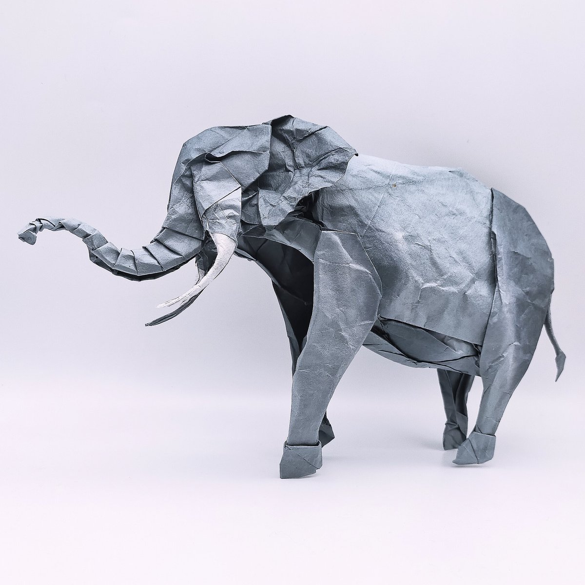 アフリカゾウ African elephant シュウキカトウ Shuki Kato