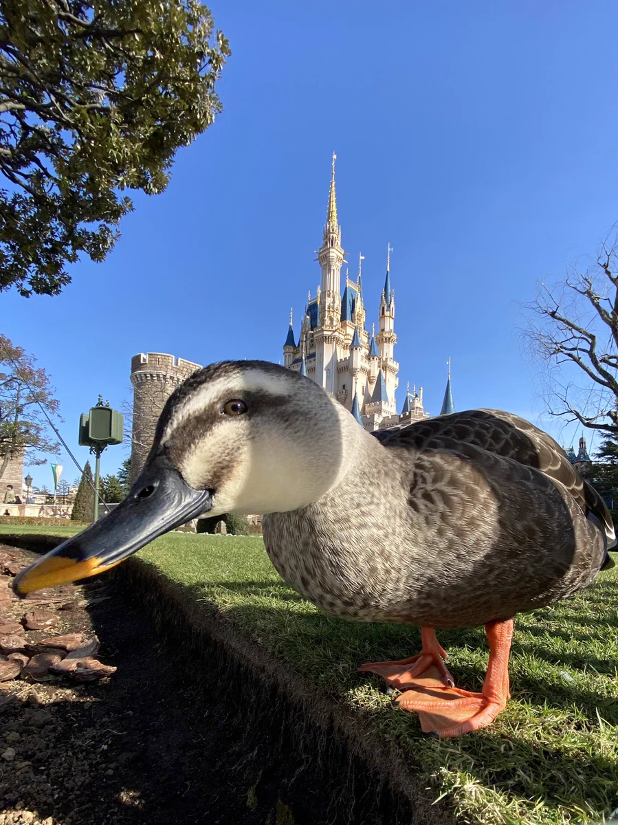 城の写真を撮りたいのに？高確率でフレームインし主張してくるカモwww