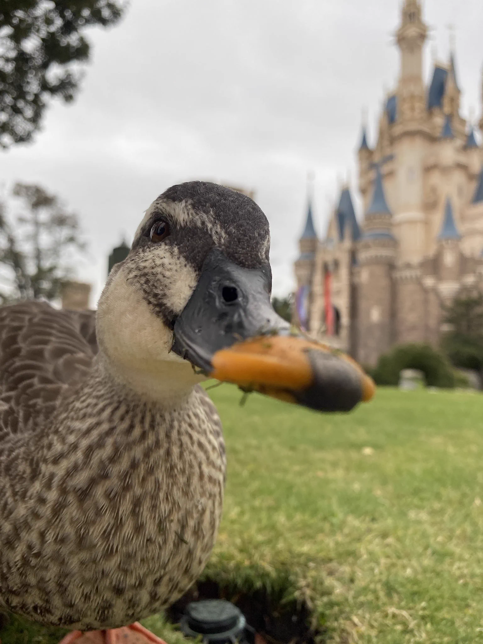 城の写真を撮りたいのに？高確率でフレームインし主張してくるカモwww