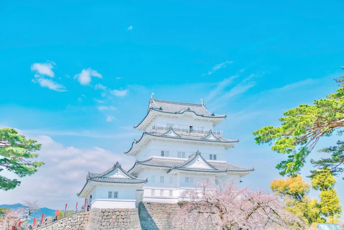 青空の下の小田原城と桜が最高だった! 