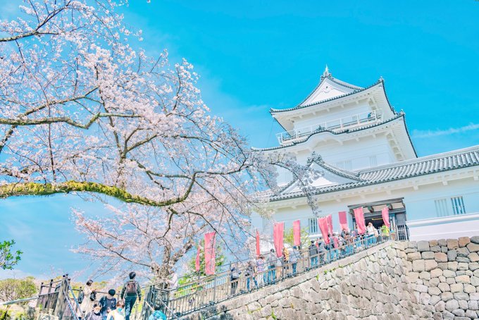 青空の下の小田原城と桜が最高だった! 