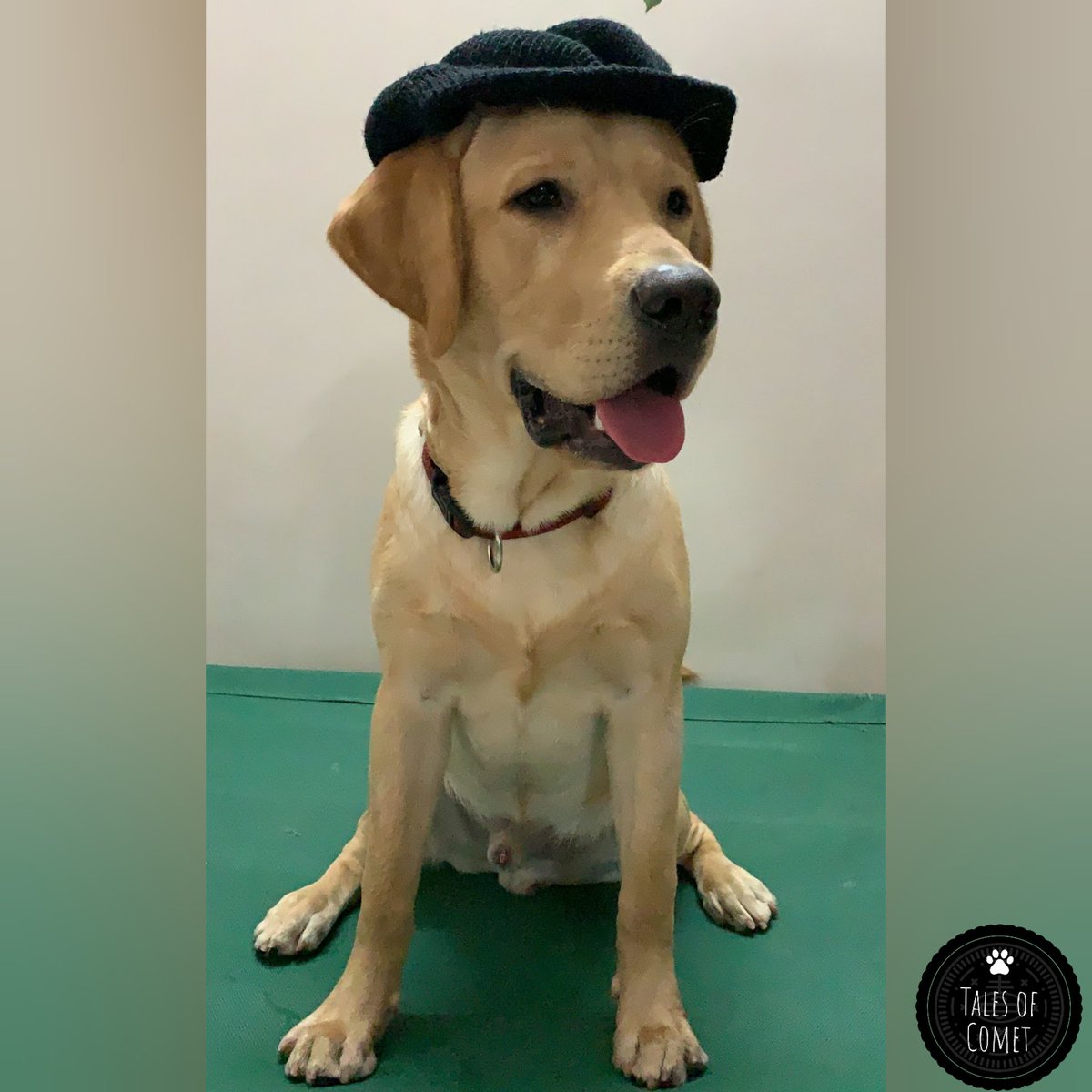 TalesofComet's tweet photo. That's it, I'm gonna be the new model of the town! #TalesofComet πΆ
#dogsoftwitter #labradorretriever #model #poser #celebrity #dogmodel #dogposing #dogposts #labsofinstagram #dogsofinstagram #labradorswag https://t.co/DrWCJdXV3s