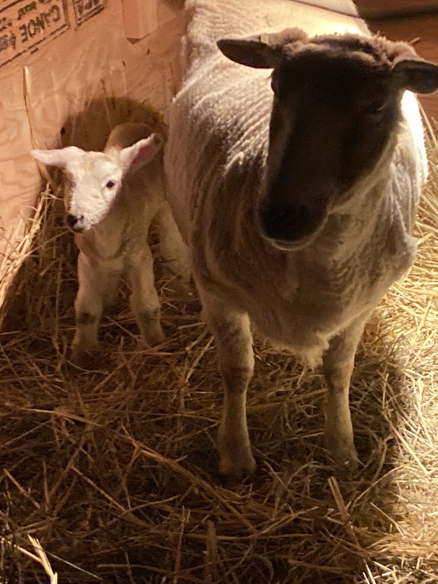 Late night check in on our new twins—a boy and a girl. How excited will the students @studentledfarm @AltarioSchool @plrd25 be to come to school on Monday morning?