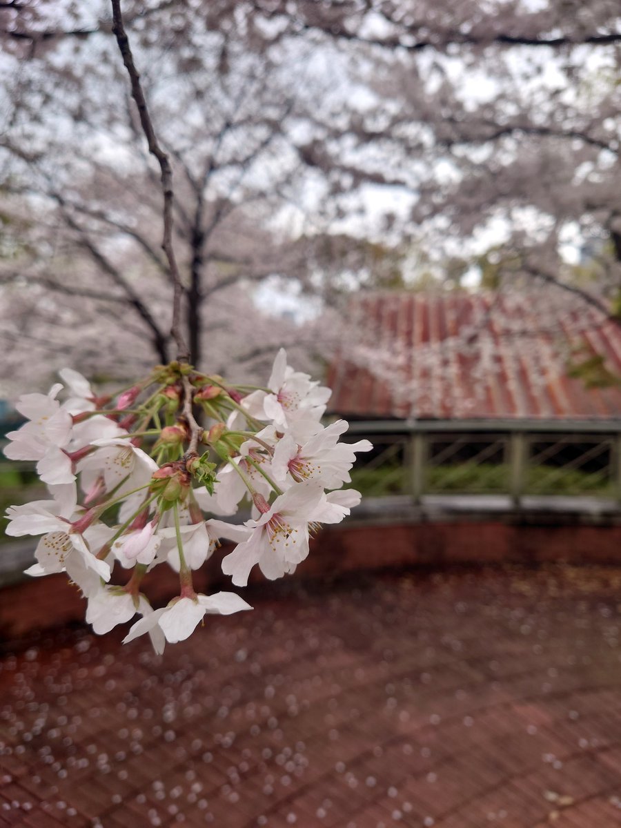 Noah Resort桜ノ宮 今日はあいにくの雨ですが桜は綺麗です 来週は満開になりますよ O ご来店お待ちしております 大阪 桜ノ宮 天満 京橋 梅田 桜 お花見 Noah Resort桜ノ宮 今日はあいにくの雨ですが桜は綺麗です 来週は満開になりますよ O ご来店お待ちしております 大阪 桜ノ宮 天満 京橋 梅田 桜 お花見