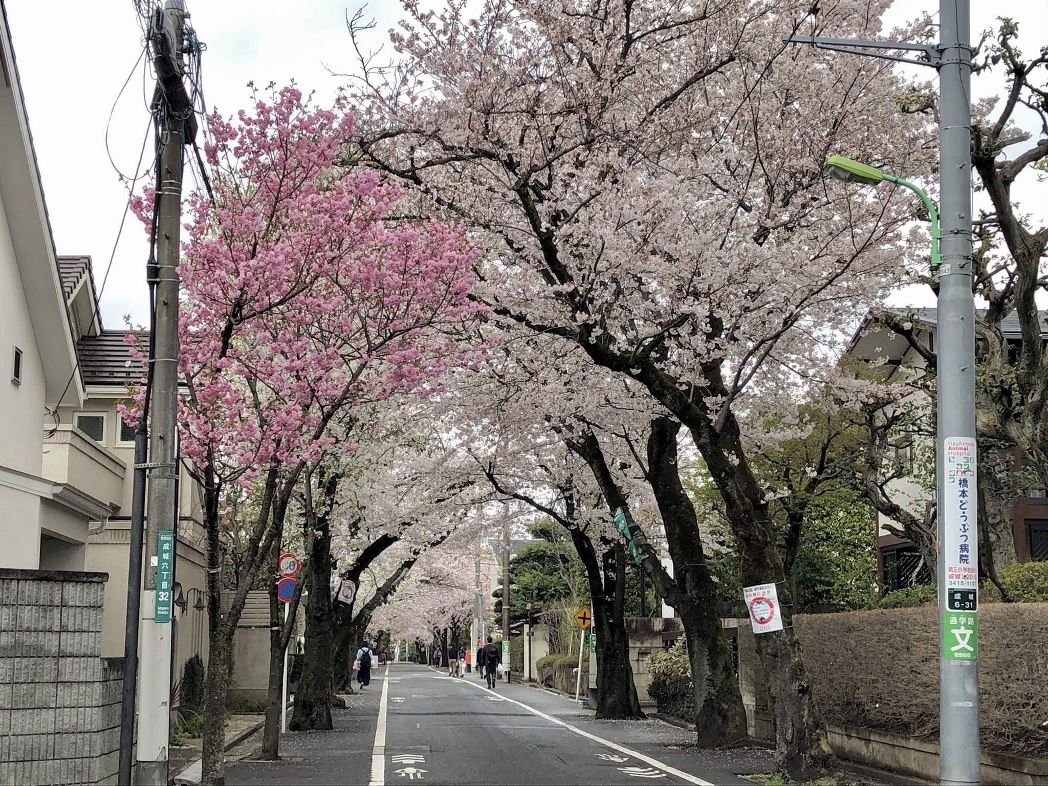クロさん 成城学園前駅南側 2丁目の住宅街とくろがねや付近 中目黒より人が少なく比較的静かなのでおすすめです 花見 桜 春 春を愛する人 住宅街 せたがや百景 成城 砧 成城学園前 世田谷区 砧地域 世田谷といえば 仙川 小田急沿線