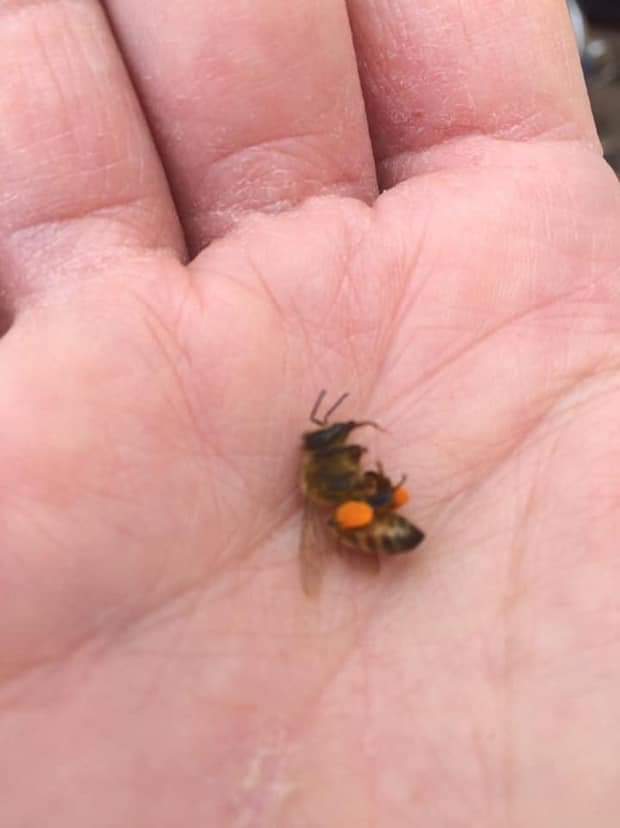 <a href="/DeborahMeaden/">Deborah Meaden 🇺🇦</a> This is a honey bee.The pollen on legs from dandelions.Tongue sticking out due to what killed it. It’s spring, dandelions are bees first food.The bee is dead from weed killer spread on what we see as weeds,but what nature sees as food.Please don’t spray for weeds