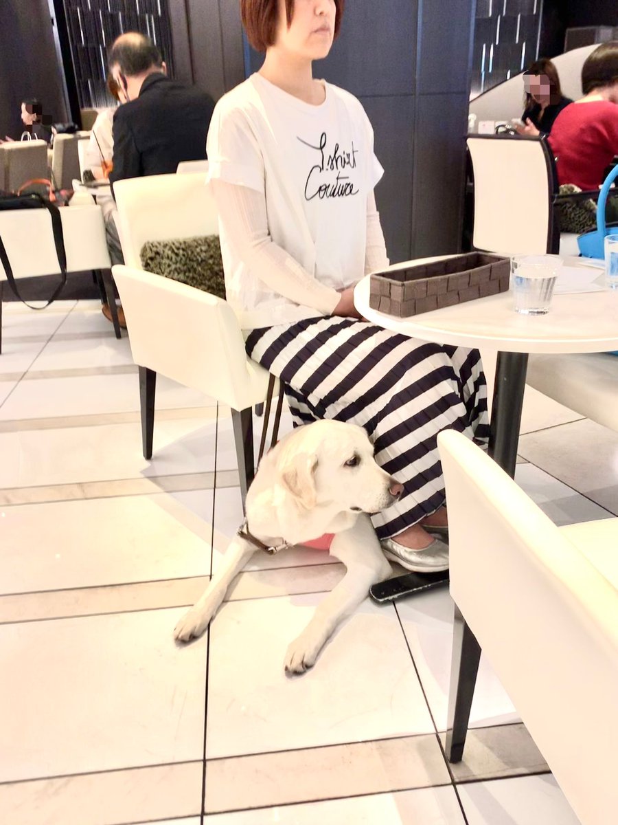 盲導犬はお店で歩き回る 全盲の方の意見に多くの声が集まる 入店拒否する店があるの知らなかった 犬嫌い アレルギーの場合は Togetter