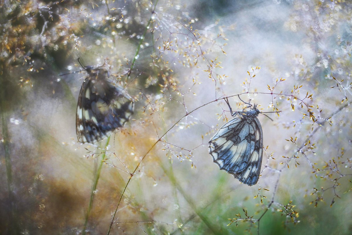 Many congratulations go to the winner of our WET contest Marek Mierzejewski from Poland with this stunning image of Marbled Whites. View all the awarded images on our website wildartpoty.com/wildart-winner… @OlympusUK @SwarovskiOptik @WPPmagazine @Cotton_Carrier @topazlabs @alamy