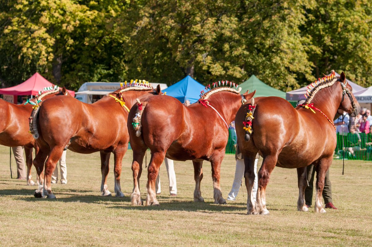 Day 27 - 21,788 steps - that's 10.3 miles (it's a good feeling to break the 10 mile barrier). My virtual walk has reached <a href="/markshallestate/">Markshall</a>. A great place - that hosts the <a href="/SuffolkHorseS/">SuffolkHorse Society</a> Spectacular each year. Photo by <a href="/Pauladayphoto/">Paula Day</a> #walkallovercancer