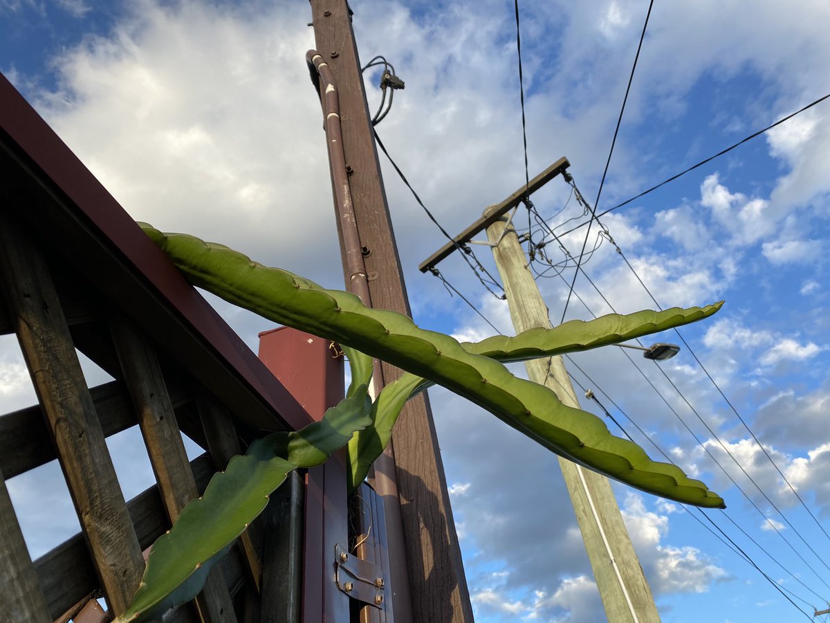 shaneotweet's tweet photo. Power to the plant... https://t.co/UkVKjPEXPy