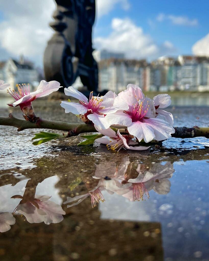 baseltourism's tweet photo. Spring has arrived in Basel! 🌺 🌼 🌷What do you like best about spring? 🤔 All credits for this shot go to @baselwsizzler.👍 #lovebasel
•
•
•
#baselswitzerland #basel #inlovewithswitzerland #instatravel #travelgram #blickheimat #citybestpics #cbviews… https://t.co/2OhIM0a4xj https://t.co/lHFQnlnhUg