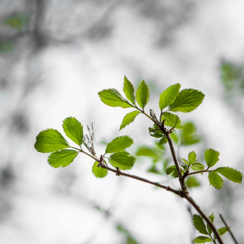 A fine moment in time. This is the first tree I have found in leaf this spring. It’s a scruffy-looking nurfhurder of an elder that sits on the slopes of a south facing hill, snuggly contained on three sides by a reflective limestone cliff. It’s nature’s … instagr.am/p/CM9WQeWjEs8/