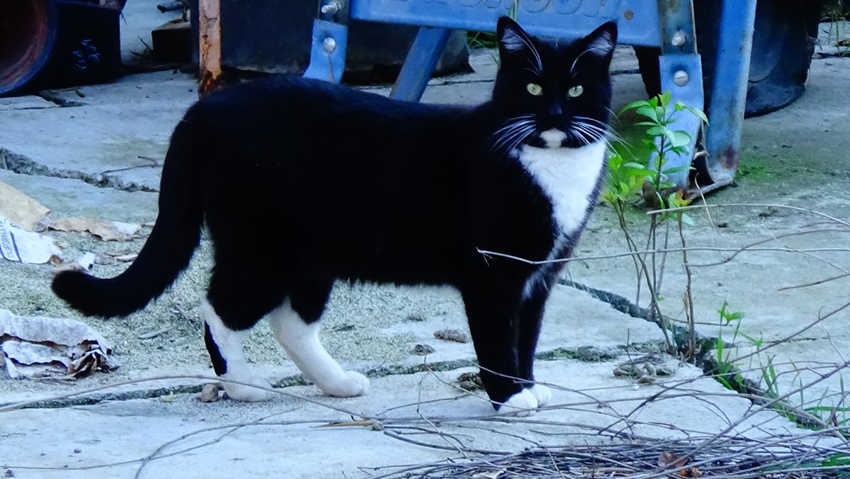 0utcastI's tweet photo. cat https://t.co/Gme1zGQ9Li