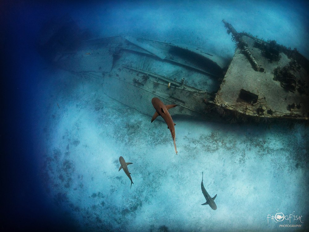 Caroline Robertson-B (@fish_whisper) on Twitter photo Warm, clear, blue water; diving with sharks on a wreck; the things my dreams are made of right now!
<a href="/DivingBahamas/">Diving in The Bahamas</a> <a href="/ScubaverseMedia/">Scubaverse</a> <a href="/StuartCoveDive/">Stuart Cove's Dive</a> <a href="/OlympusUK/">OM Digital Solutions</a>
#bahamas #diving #dreams #shark #wreck #caribbean #blue #ocean Warm, clear, blue water; diving with sharks on a wreck; the things my dreams are made of right now!
<a href="/DivingBahamas/">Diving in The Bahamas</a> <a href="/ScubaverseMedia/">Scubaverse</a> <a href="/StuartCoveDive/">Stuart Cove's Dive</a> <a href="/OlympusUK/">OM Digital Solutions</a>
#bahamas #diving #dreams #shark #wreck #caribbean #blue #ocean