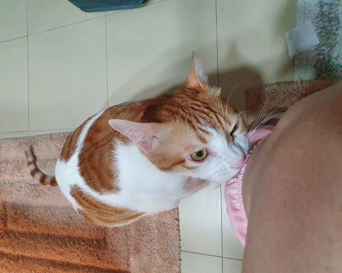 When you're on the "throne" but himb wants attention 😅 

#puspin #rescuedkitten #catsofinstagram #neko  #usui_chan #usuithecat #kitten #cats #catsoftwitter #tiktokpets #catsoftiktok