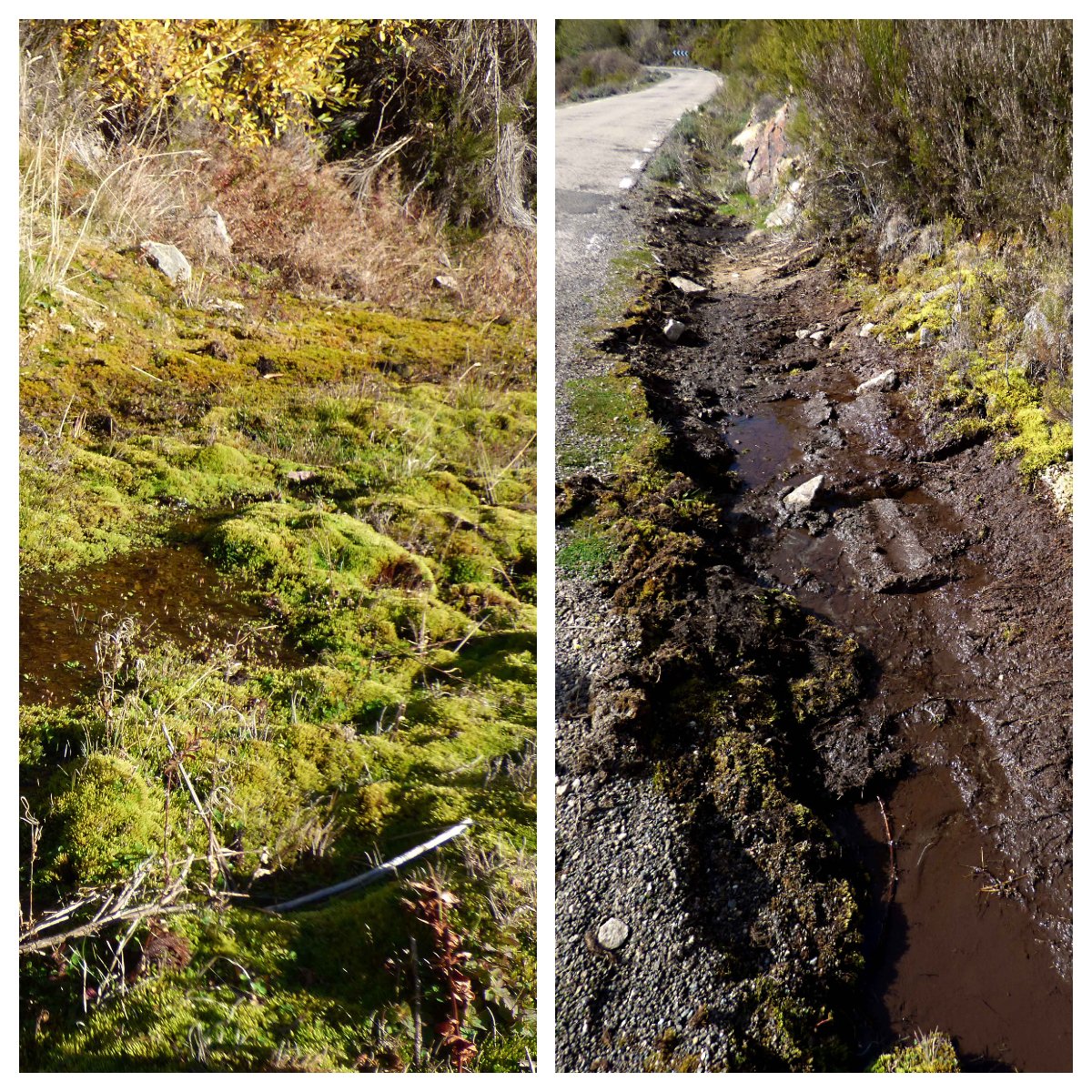 IdunaTours's tweet photo. Destruyen una #turbera en #Cáceres dentro de zona LIC y #RedNatura2000. Las rozas realizadas en la carretera CC-102 eliminan el 90% de una turbera con decenas de ejemplares de Drosera rotundifolia. @Apamnex1 @RevistaQuercus @SEOExtremadura1 @adenexorg @EcologistasEx @mitecogob https://t.co/S5gX9WFmhx