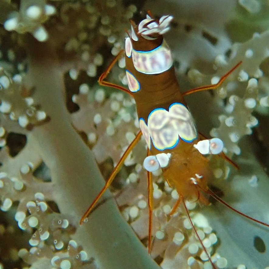 ParrotfishJ's tweet photo. #Giveaway to every follower! Get a "SEXY SHRIMP" #NFT

550 up for grabs. 

To receive #FreeNFT  complete :
 
➡️Follow  @ParrotfishJ
➡️Like &amp; Retweet
➡️Comment this tweet with your wax wallet

#NFTgiveaway #NFtcommunity #nftcollectors #NFtart #NFts #NFTdrop #NFtfree #NFTartists https://t.co/2jcUuVRXah