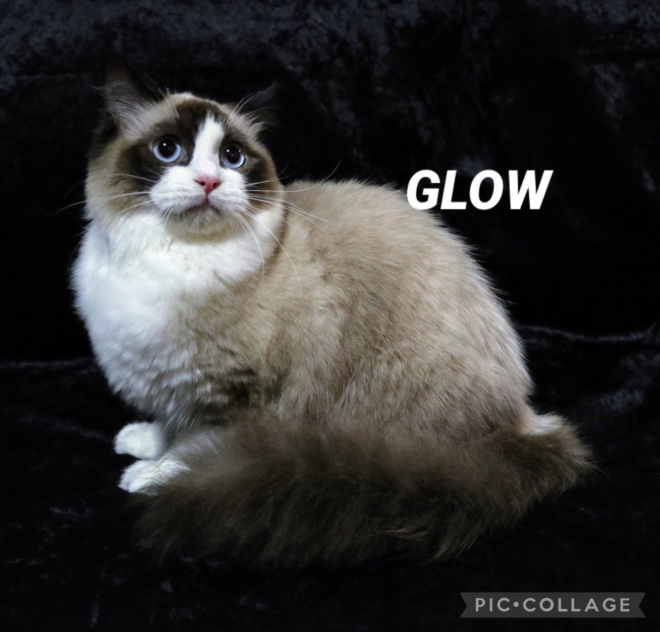 Glow 母猫紹介 ラグドール シールポイントバイカラーのシャルロットちゃんです とても優しくお利口な猫ちゃんです ノルウェージャンフォレストキャット ベンガル ラグドール 子猫販売 千葉県 Glow 猫部 キャッテリー Tica ブリーダー