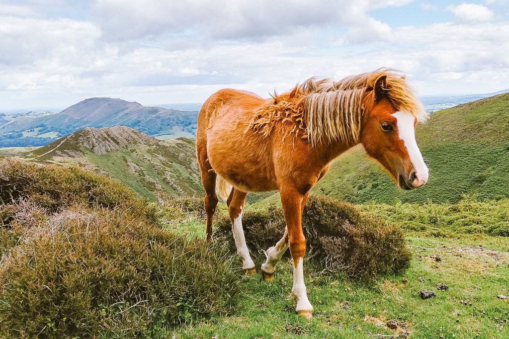 Being up in the Shropshire hills with the wild ponies, makes me happy 😀 #SnapitSunday #shropshirehills #longmynd