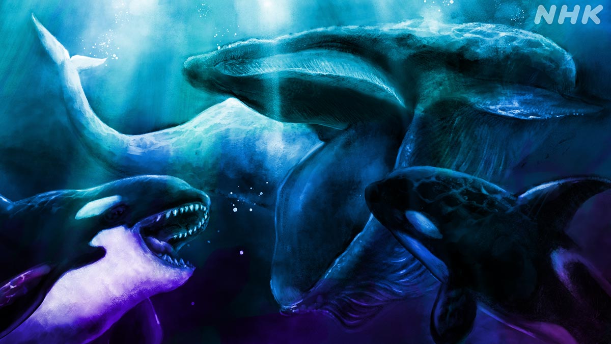 ダーウィンが来た S Tweet 次回4月4日は 巨大生物集う謎の海 シャチ対シロナガスクジラ 最近発見された巨大生物が続々と集まる 謎の海域 に潜入する 2週連続の調査ドキュメントの初回 海の最強ハンター シャチ と世界最大の動物 シロナガスクジラ が