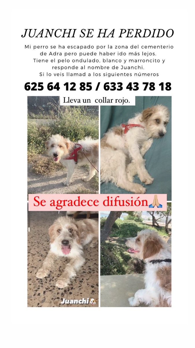 MayteRG_'s tweet photo. Dicen que lo han visto por el paseo de Balerma. Tiene que estar desorientado por favor compartid 🙏🏻🙏🏻🙏🏻 https://t.co/YEY91Rab2Z