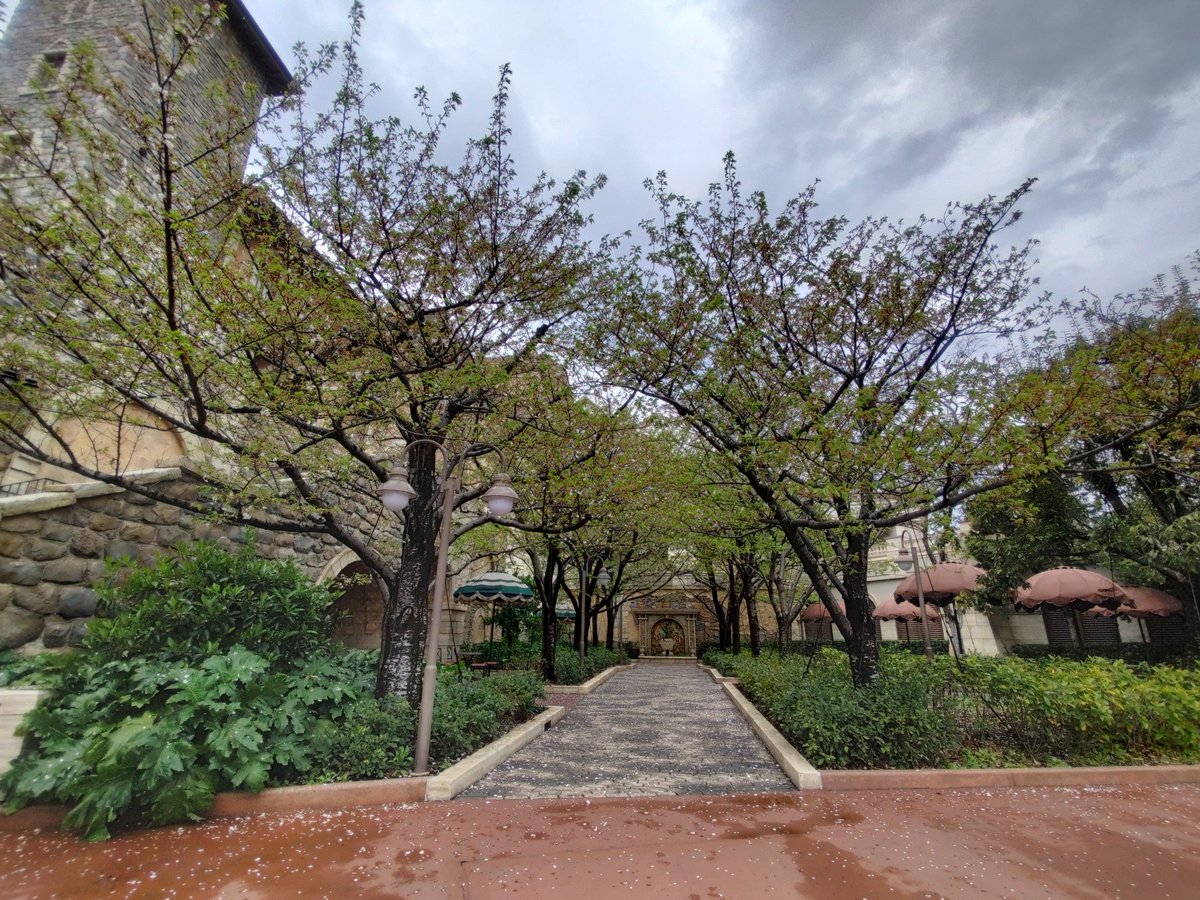 くまこ ディズニーシーピクニックエリアの桜は葉桜になりました Tdr Now