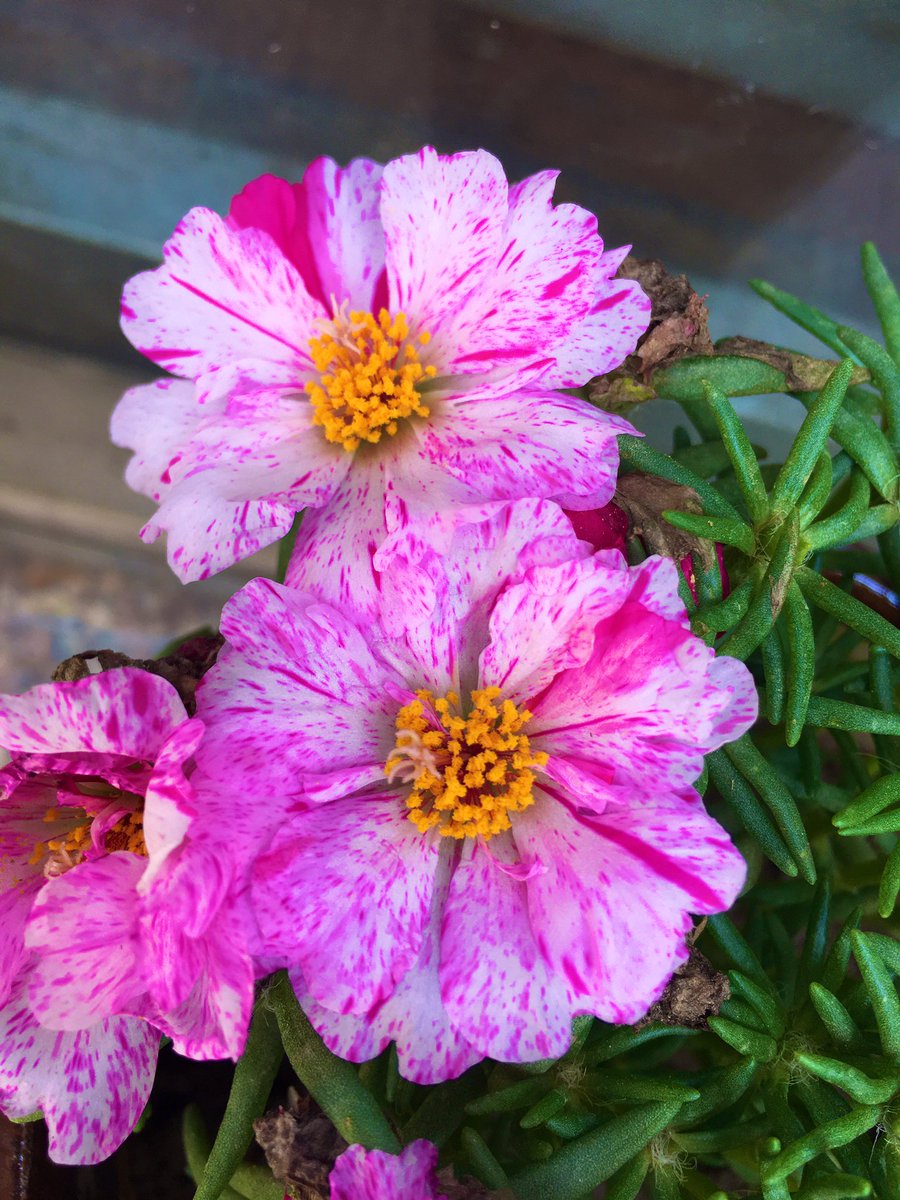 quoteforvibes's tweet image. #HappyHoli2021 
#ColoursofHappiness