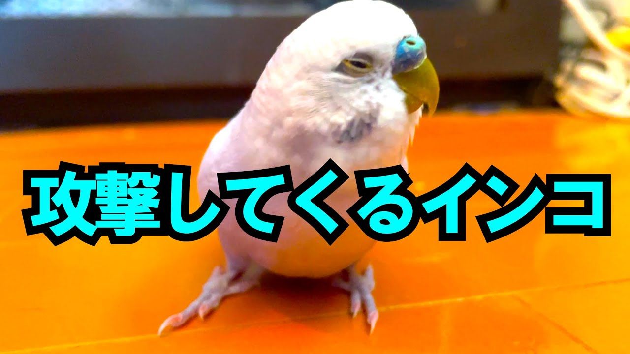 Twitter 上的 大喜利ツイッター オオギリジョー おもしろ セキセイインコ きゅうちゃん かわいい T Co Zstazaultl インコ Youtube 動画 T Co Jjzecttdqm Twitter