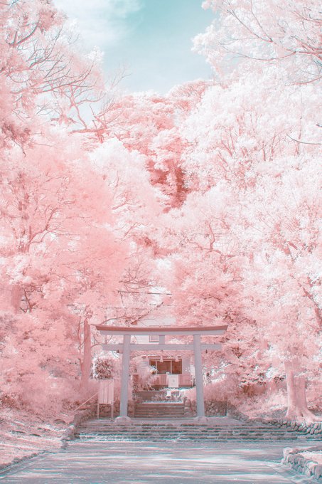 幻想的な 桜の風景 と思いきや 写っているのは緑の葉ばかり 特殊な方法で撮られた写真の美しさに衝撃 まいどなニュース