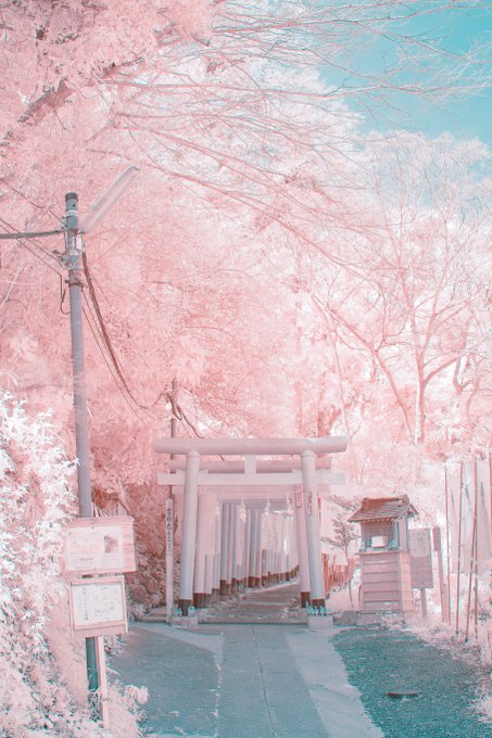 幻想的な 桜の風景 と思いきや 写っているのは緑の葉ばかり 特殊な方法で撮られた写真の美しさに衝撃 まいどなニュース