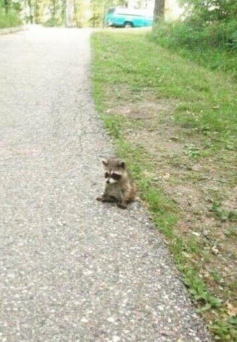 dianahorizons's tweet photo. tom nook when i pay off my loan at 4:58am knowing he has 2 minutes to expand my house https://t.co/HKl6zJYtu7