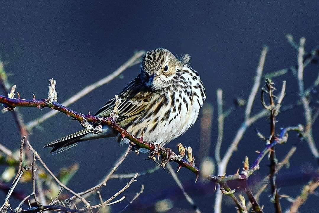 Graspieper, Meadow Pipit, Anthus pratensis - Kwikstaarten (Motacillidae)
❤️