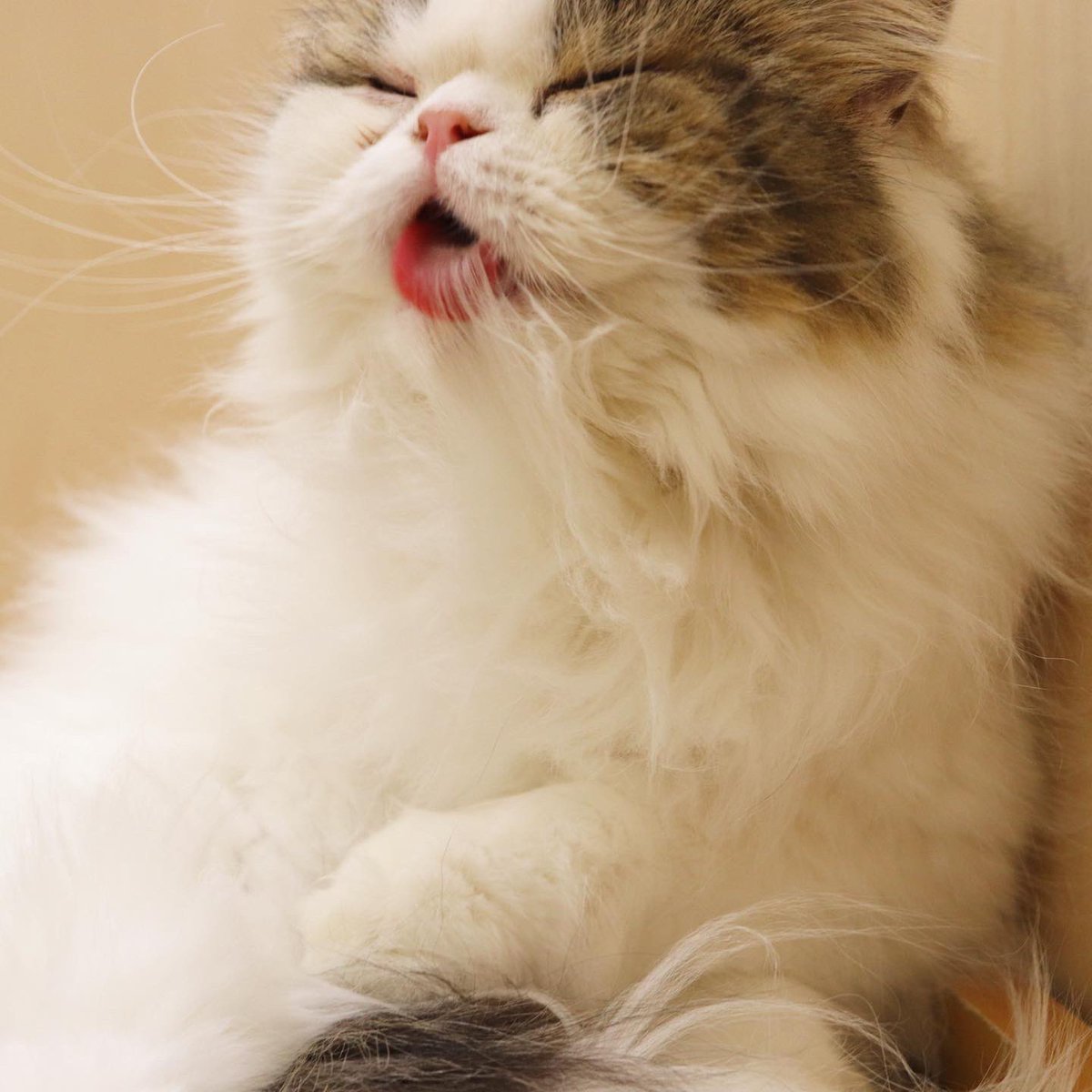 Moff Animal Cafe イオンモール成田店 Moff Narita Twitter