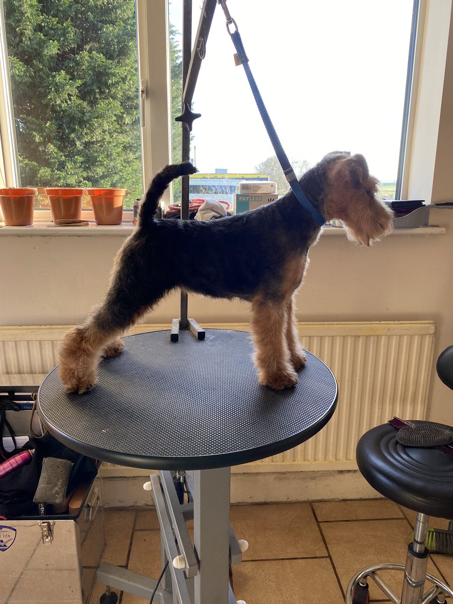 So my hoomans decided to enter a competition this week and we find out the results today 🐾🐾🐾🐾