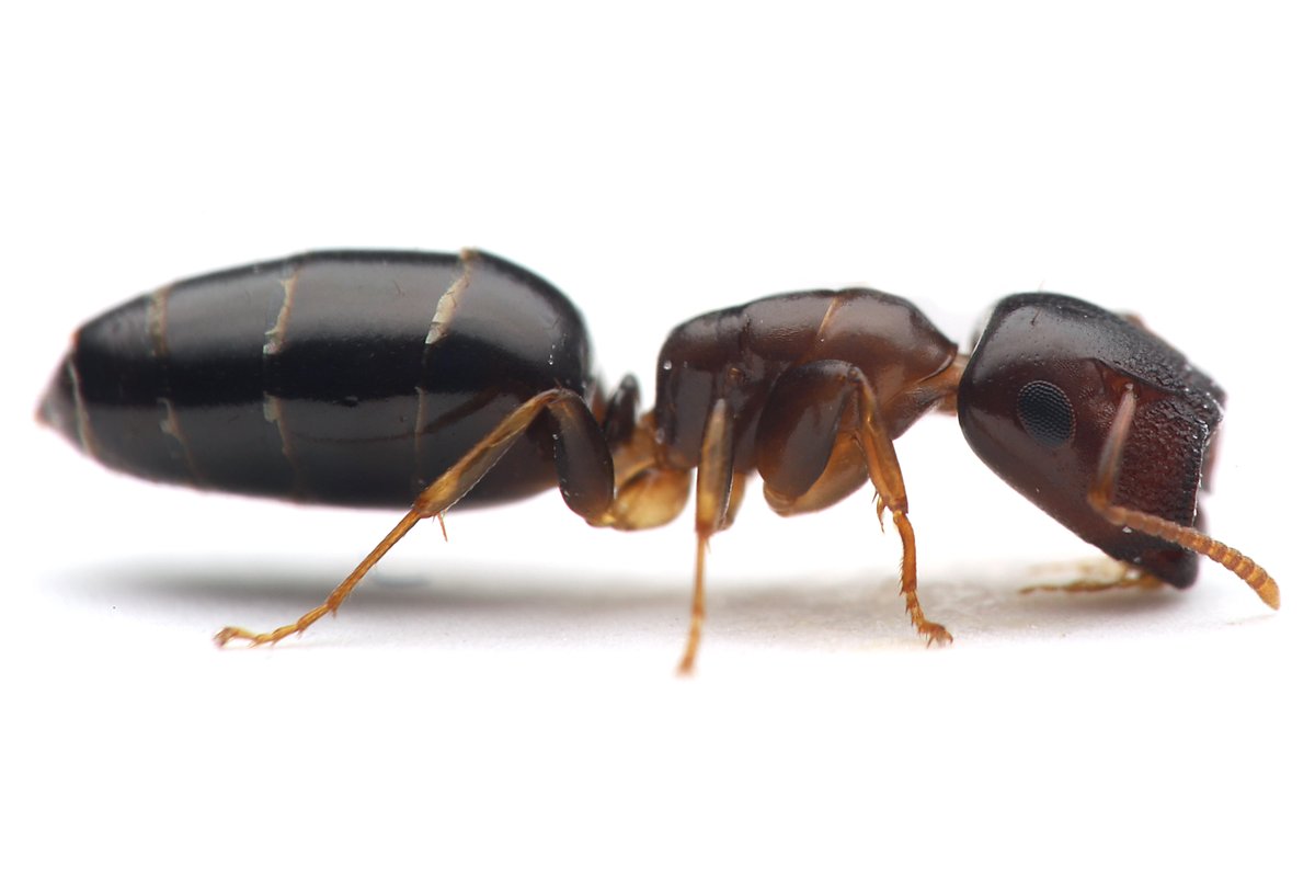 ヒラズオオアリのコロニーを発見。 兵隊アリの頭部がスパッと切った 