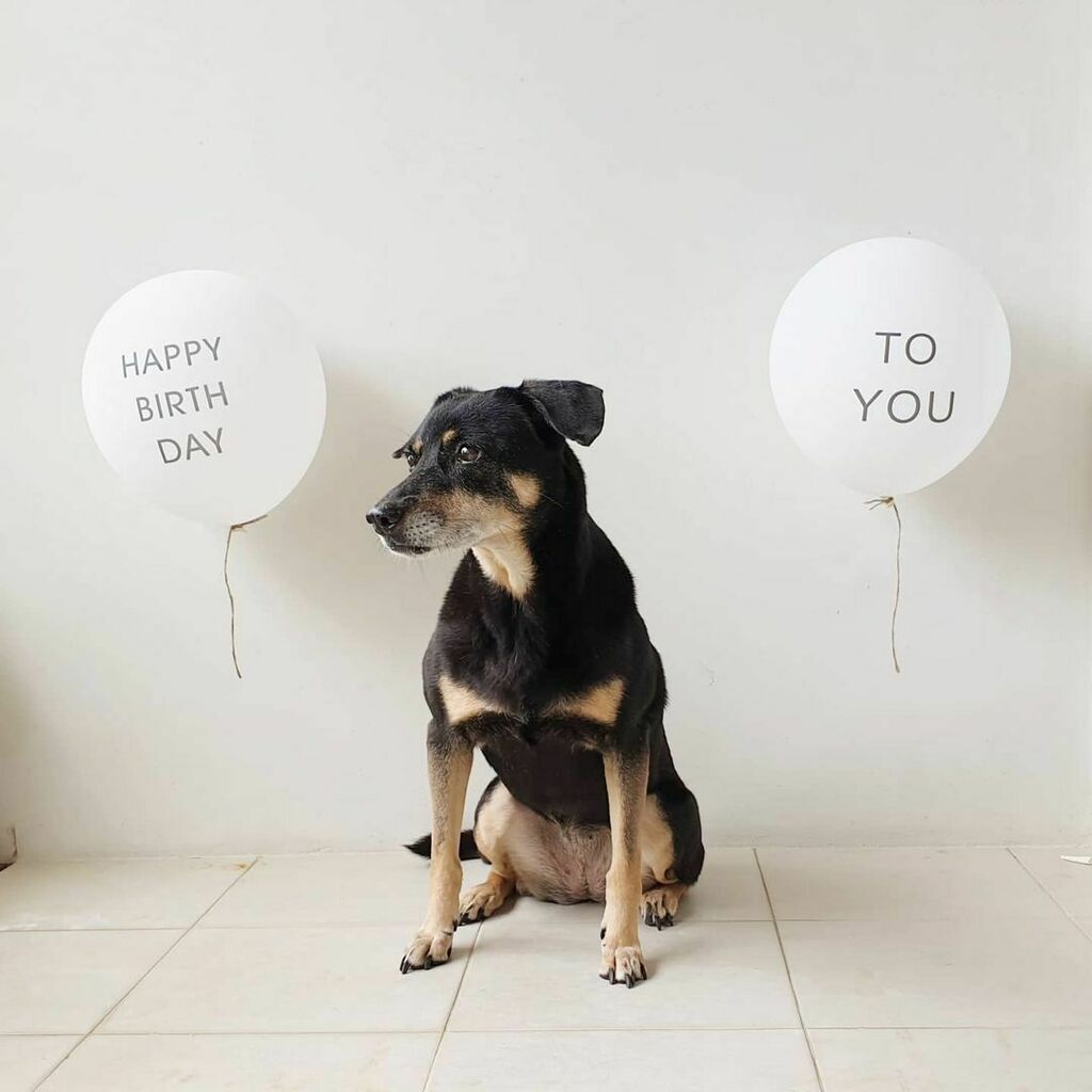 weliveinaflat's tweet photo. Happy birthday to all my siblings whose names start with D!! Lol

Mom just realised there were photos with 2 balloons instead of one. She forgot. So she is posting again. 😅

https://t.co/XdINkENmqr https://t.co/3MI0HjeOzk