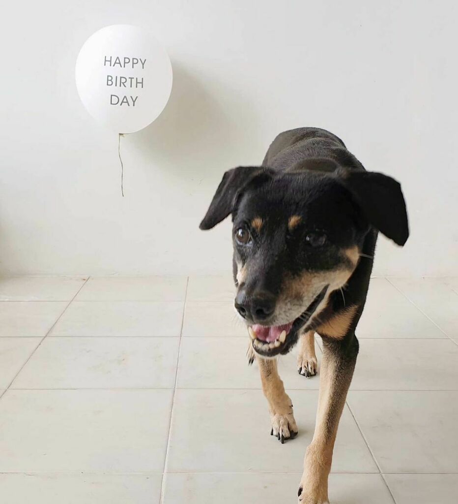 weliveinaflat's tweet photo. It’s my birthday today! Happy birthday to me!!

Originally I was supposed to meet some pup friends but dad ended up in A&amp;E and was warded the last few days so the family just needs some time to rest up for now.

Mom says we will meet my friends in anothe… https://t.co/xO8JnojTEh https://t.co/PRKMkZynJA
