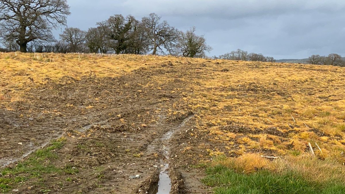 BenGoldsmith's tweet photo. This is the field next door to us, in early spring; everything dead, having been soaked in herbicide a few days ago. 

I’m sorry, but there must be better ways for us to feed ourselves. We need to figure them out and roll them out, fast. https://t.co/Uz9JwDrNlx