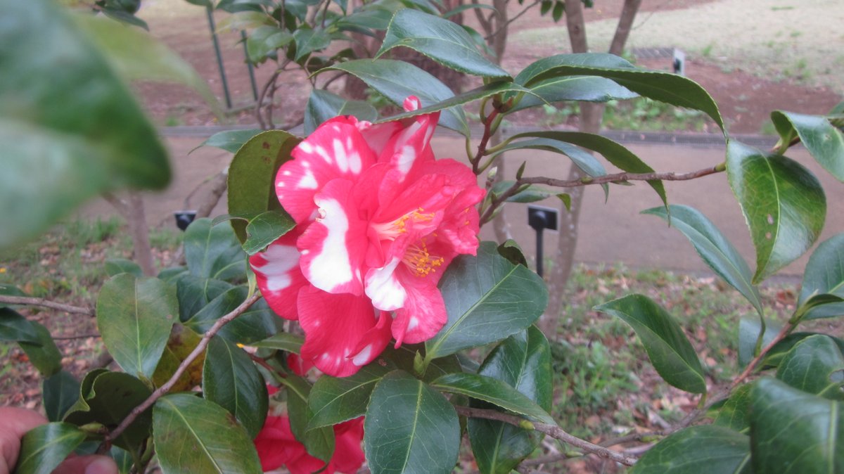 千葉市中央区 都市緑化植物園03 先日はいい感じに咲いてるのがなかったので 白いのが白雪 関西 で赤白が花橘 関東